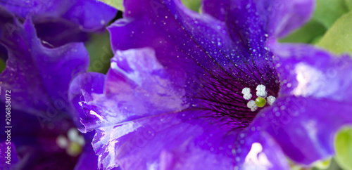 Fototapeta Naklejka Na Ścianę i Meble -  Macro shot on purple petunia flower and dew drops on petals.