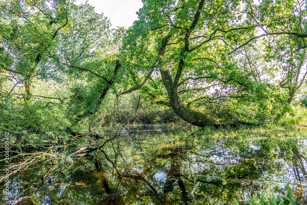 Fototapeta premium Spiegellung in stehendem Gewässer