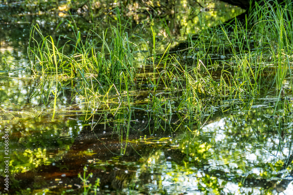 Spiegellung in stehendem Gewässer Spiegellung in stehendem Gewässer