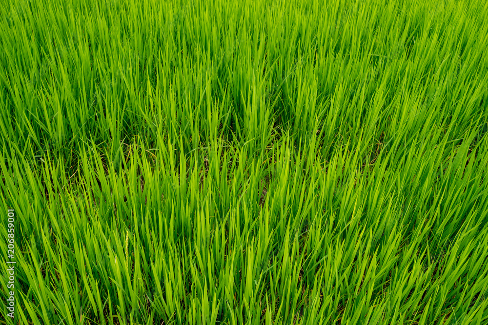 green rice fiels background