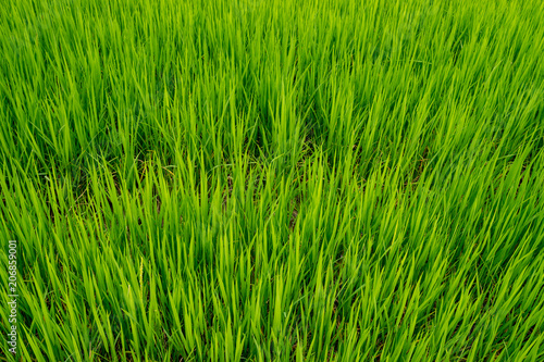 green rice fiels background