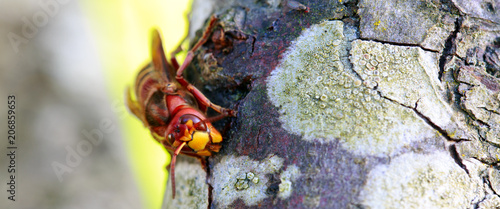 Big wasp macro . photo