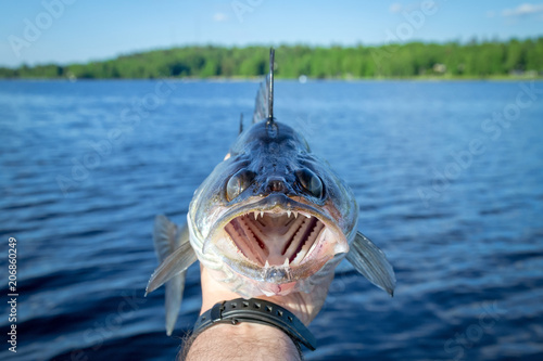 Front portrait of walleye in angler hand photo