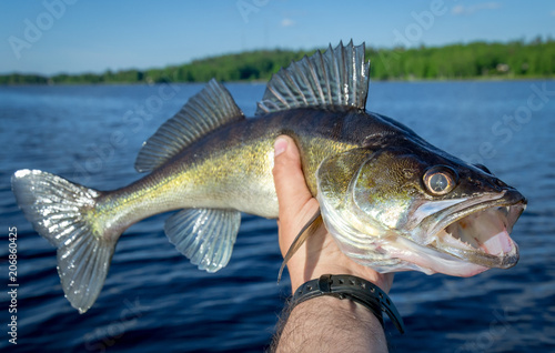 Beautiful walleye in angler hand photo