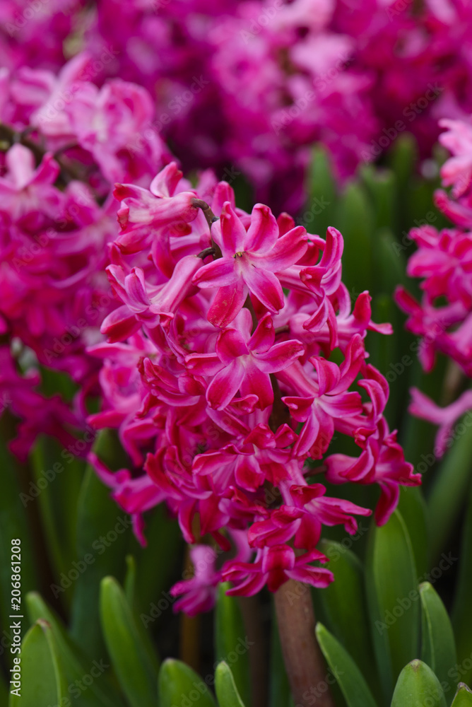 Obraz premium Pink hyacinth flowers in the garden