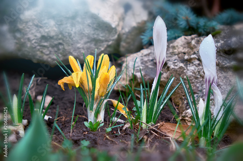 Beautiful yellow and white flowers crocus after the ratn on a background of green grass in the park. Spring summer floral background.