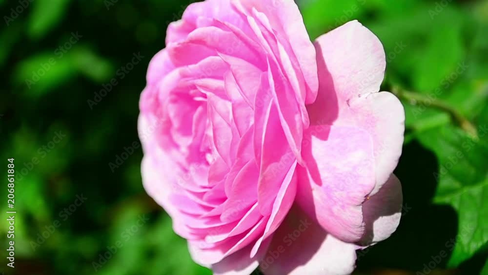 Floribunda rose, rose, flower Floribunda rose, rose, flower