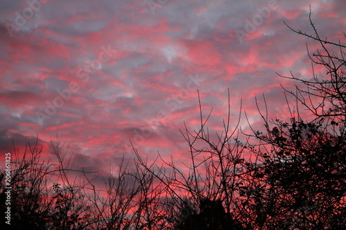 Landscape view of rippled evening night time sunset sky of pink and blue ruppled cloud with black branches of trees silhoetted against the changing light of the sky photo