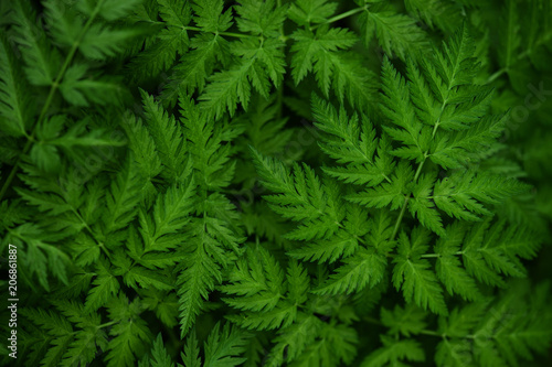 Background of green forest plants