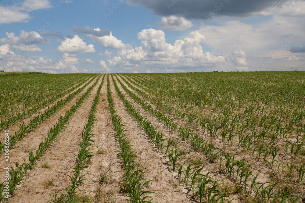 A field of young corn against the sky full of clouds A field of young corn against the sky full of clouds