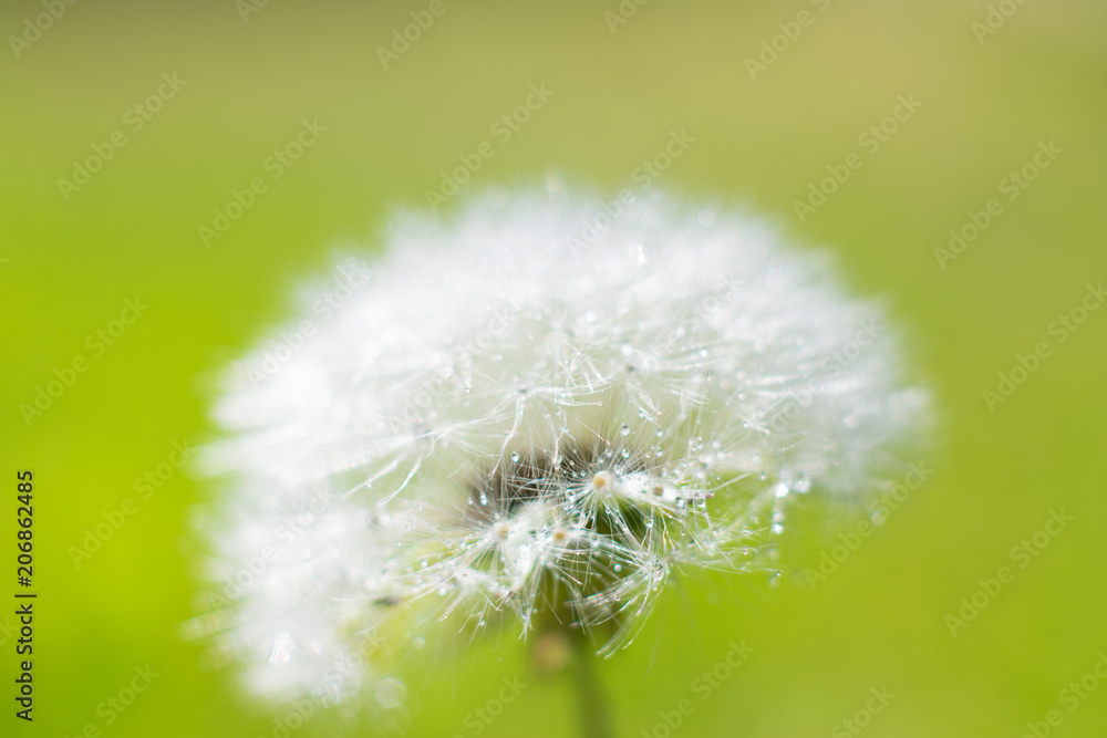 Fototapeta premium dandelion in a meadow