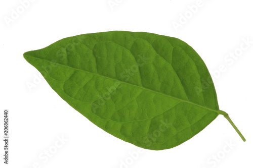 leaf of carambola  starfruit   isolated