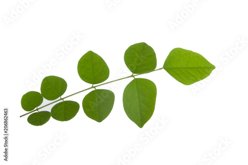 branch with green leaves of carambola isolated