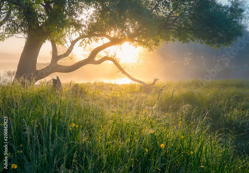Summer nature. Misty morning. Beautiful tranquil morning landscape. photo