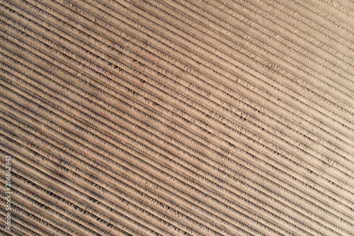 Agricultural field texture. Plowed lined field of potato from above.