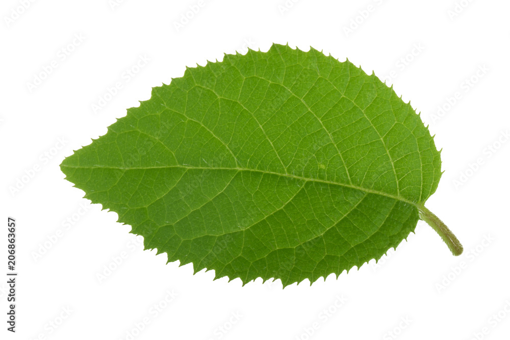 fresh green leaf of kiwi isolated on white background fresh green leaf of kiwi isolated on white background