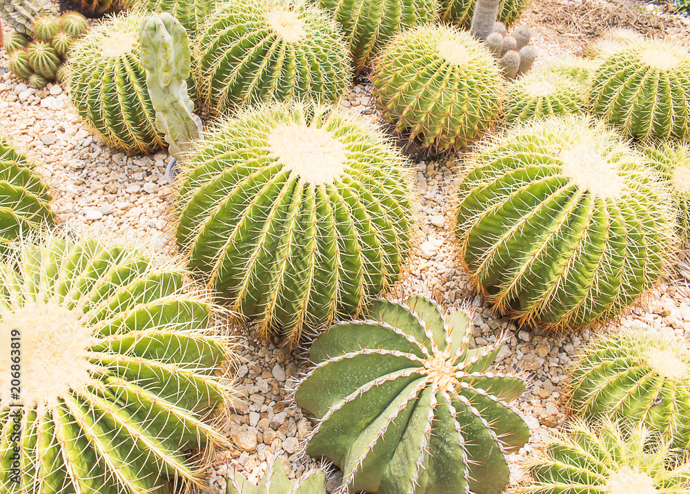 domestic cactus closeup in desert. domestic cactus closeup in desert.