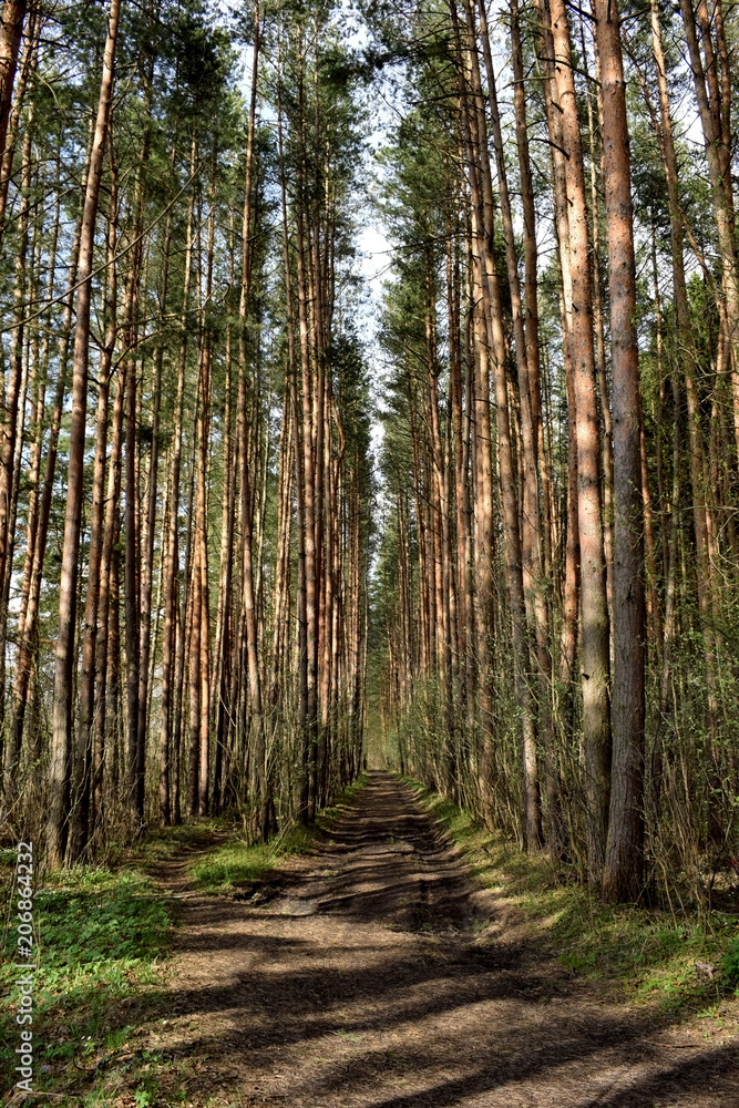 Pine trees and a path illuminated by the sun in a coniferous forest Pine trees and a path illuminated by the sun in a coniferous forest
