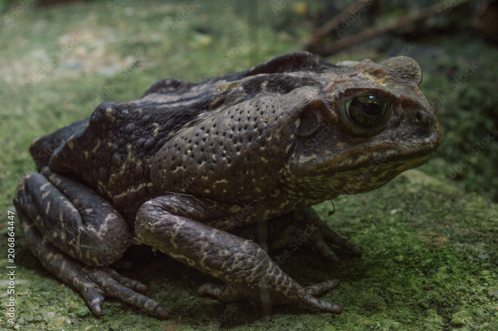 Fototapeta premium brown frog