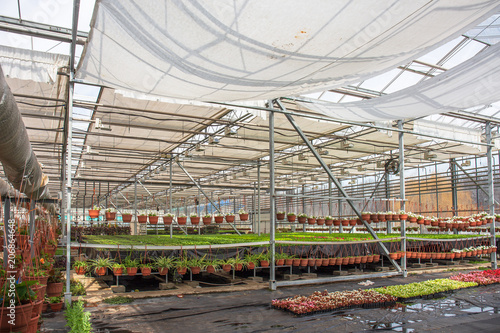 Modern greenhouse nursery or glasshouse, industrial horticulture, cultivation of seedlings of ornamental plants and flowers