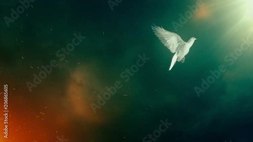 Dove of hope. Slow motion.