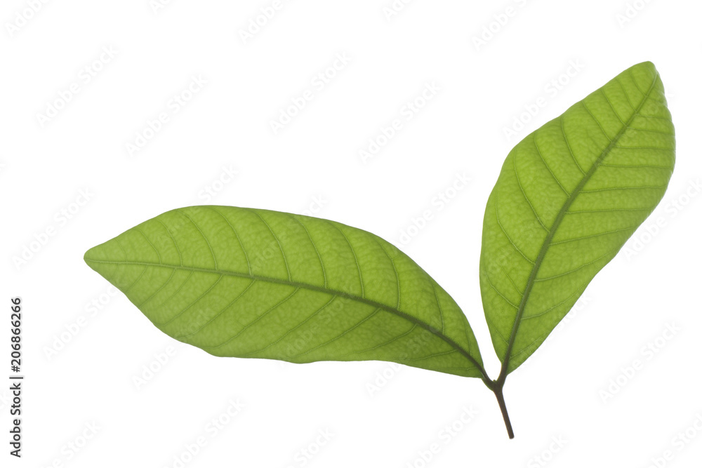 green leaves of longan isolated on white background green leaves of longan isolated on white background