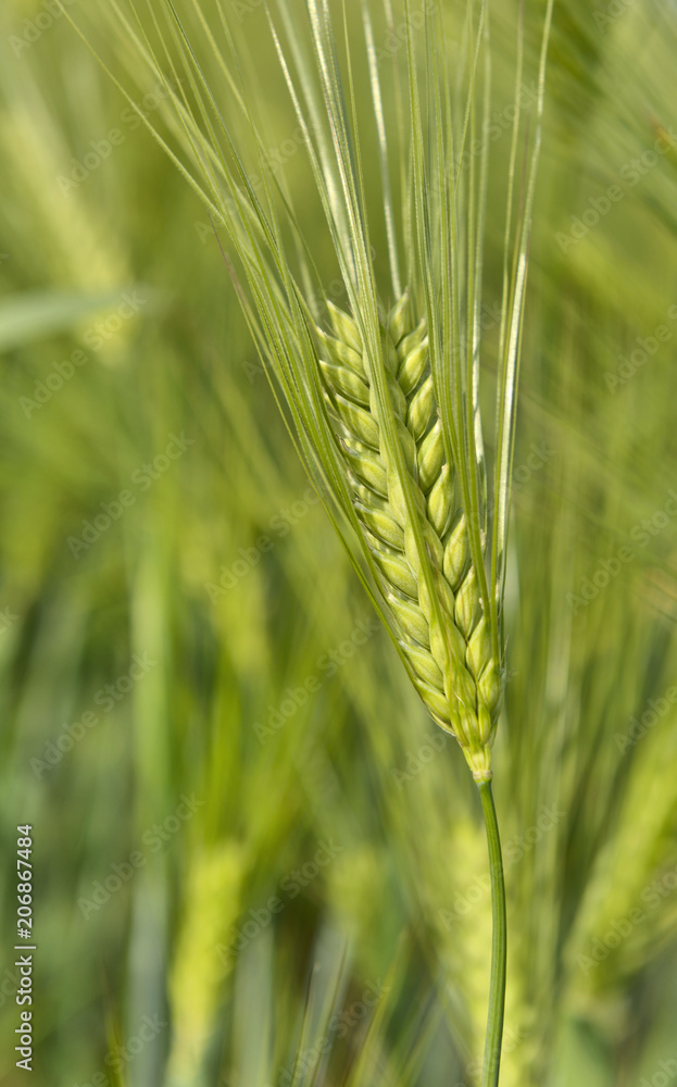 close on green ear of wheat in a field in spring close on green ear of wheat in a field in spring