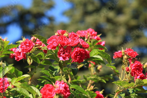 Flowers   roses  summer