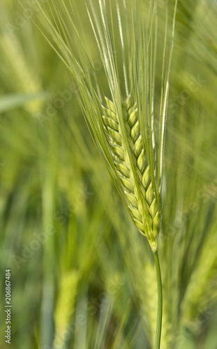 close on green ear of wheat in a field in spring