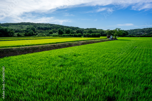 A large paddy field
