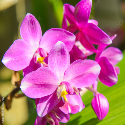 Ground orchid flower