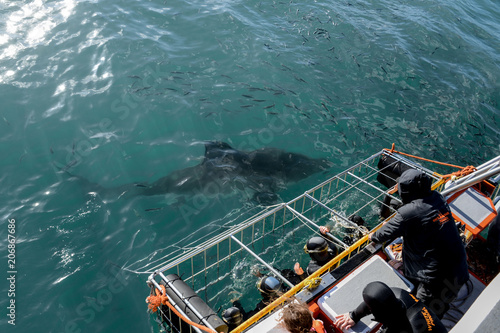 Grand Requin Blanc en Afrique du Sud