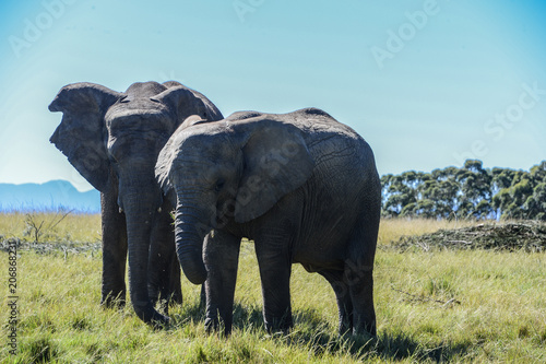 Eléphants dans une réserve en Afrique du Sud