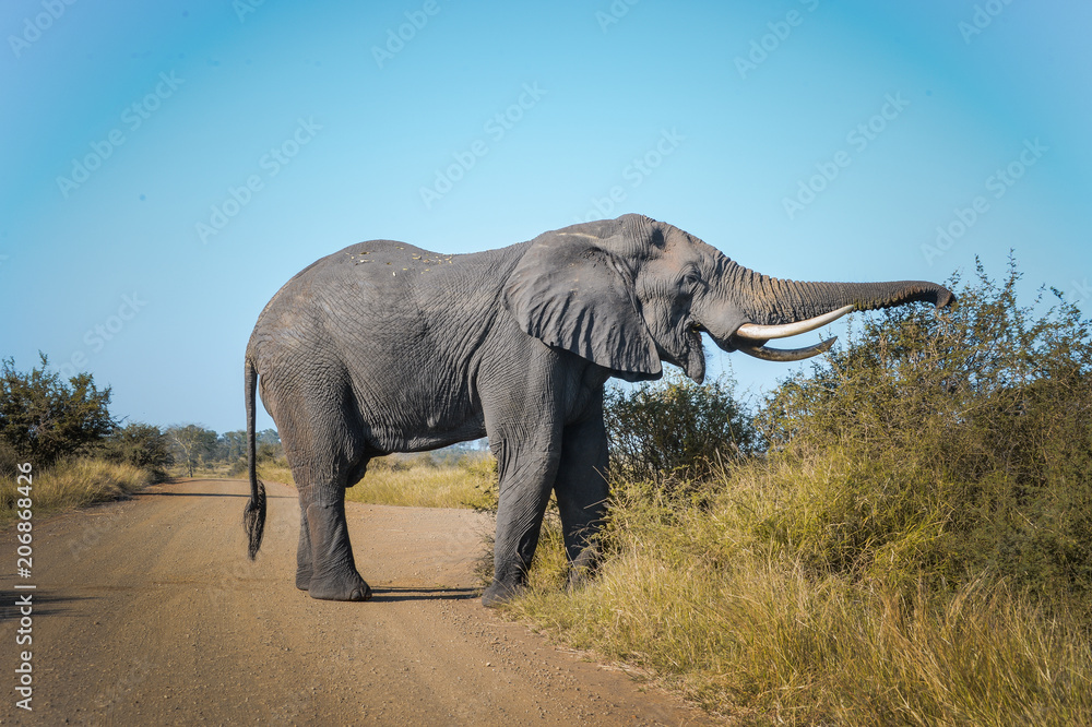 Fototapeta premium Un éléphant mange dans une réserve en Afrique du Sud
