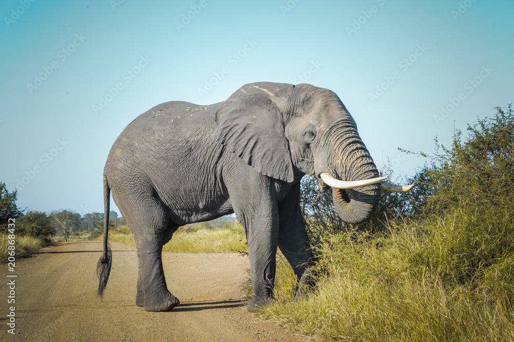 Fototapeta premium Afrique du Sud