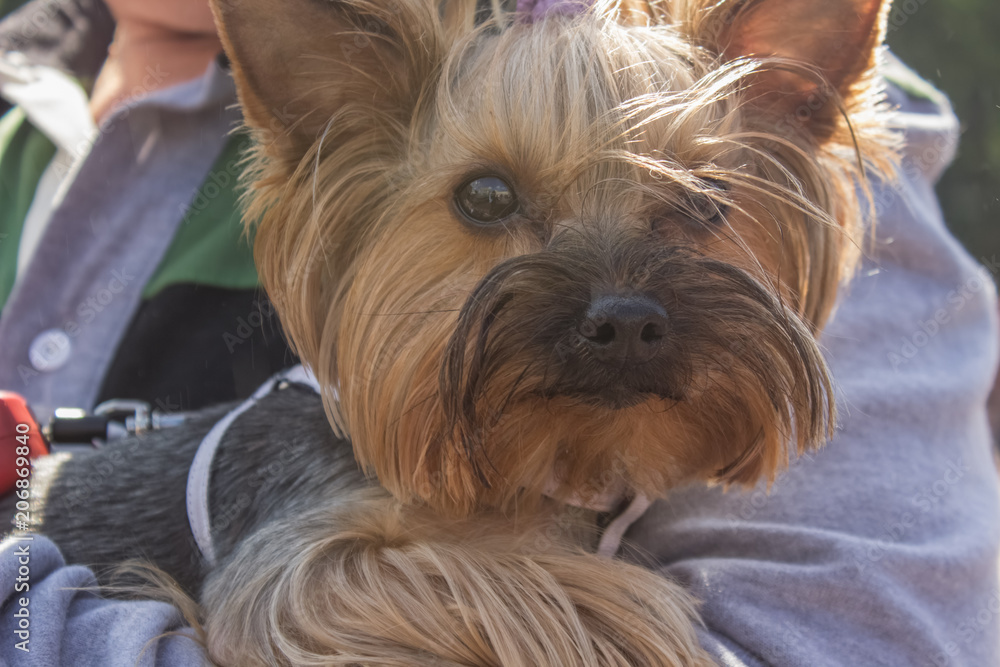 Naklejka premium Soft focus close small dog animal portrait