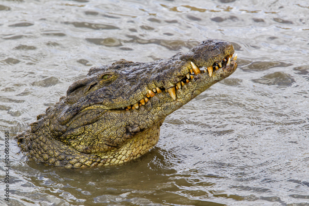Crocodile in Erindi Private Game Reserve in Nambia Crocodile in Erindi Private Game Reserve in Nambia
