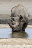 Black rhino drinking at a waterhole in the western part of Etosha National Park in Namibia