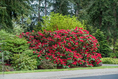 Roadside Rhododendron