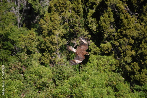 Ave en vuelo