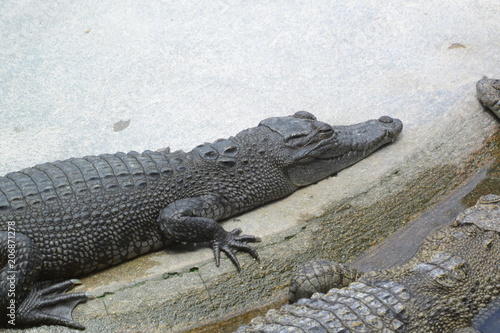 close of of fresh water crocodile.