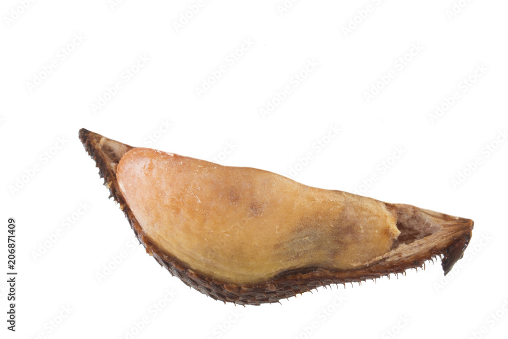 slice of salak isolated on white background