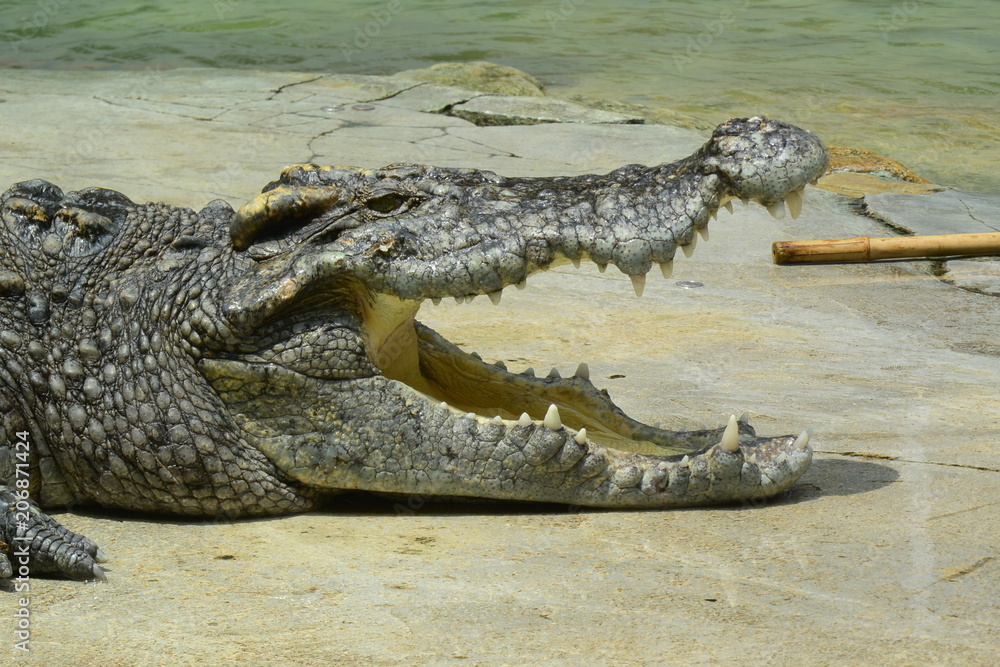 Fototapeta premium close up of salt water crocodile.