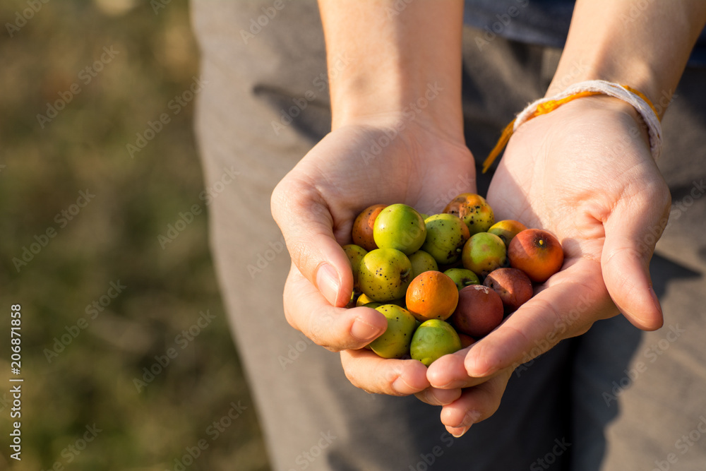 Hands holding jujube with sunlight shining (Bokeh background) Hands holding jujube with sunlight shining (Bokeh background)