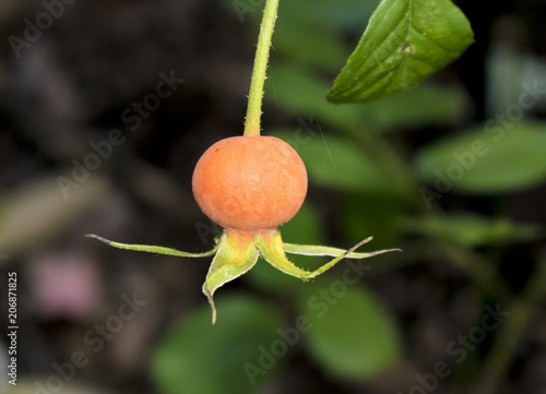 Orange Rose Hip hanging down with leaf with green blurred bokeh background