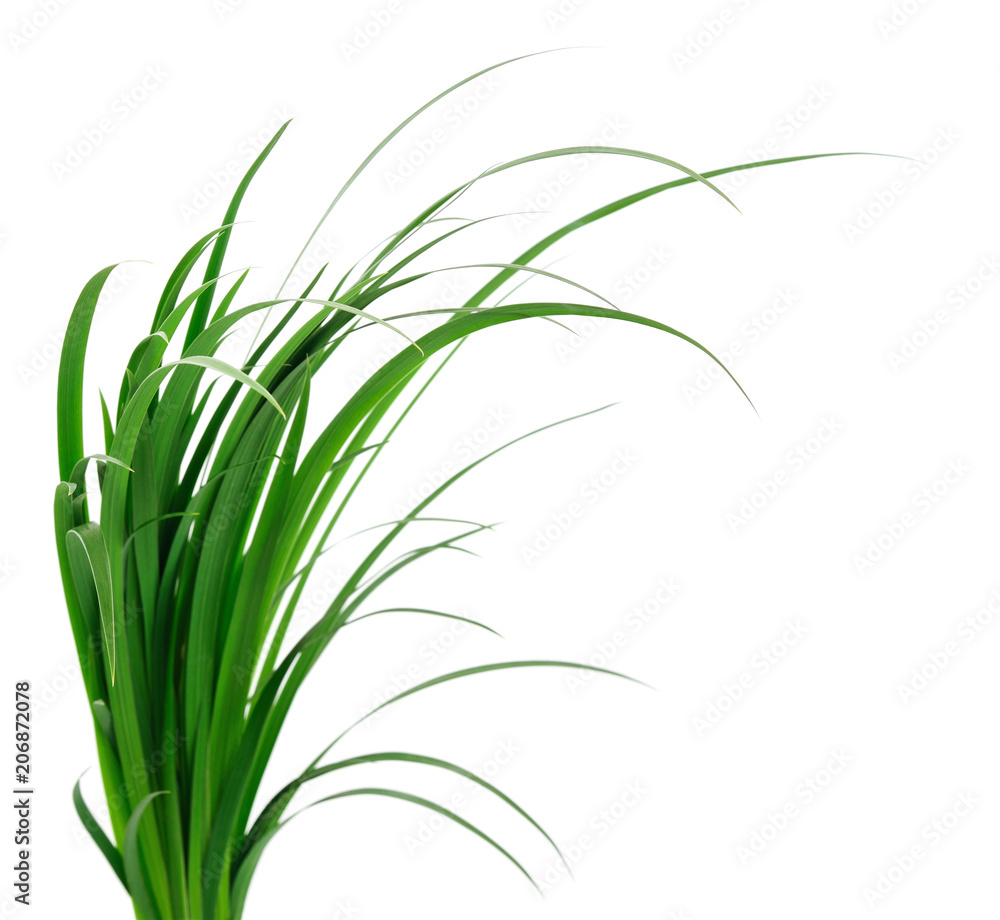 Obraz premium green grass leaves