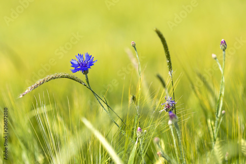 Getreideblumen