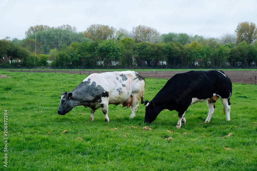 Kuh im Feld