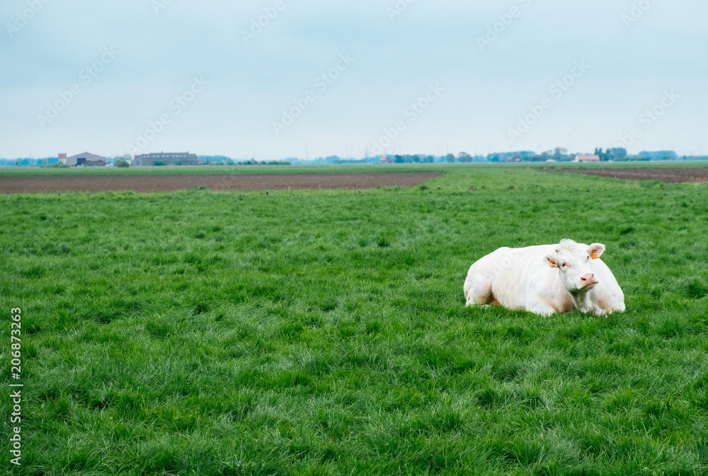 Fototapeta premium Kuh im Feld