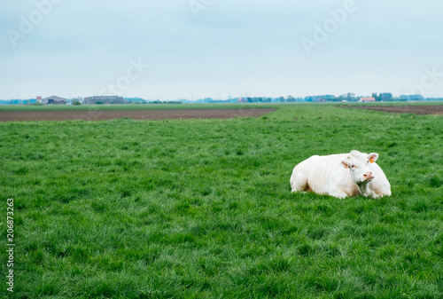 Kuh im Feld © Svensen